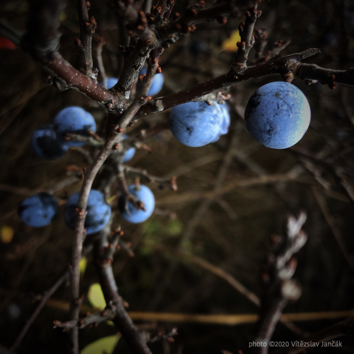 20201113 020723 IMG_5431