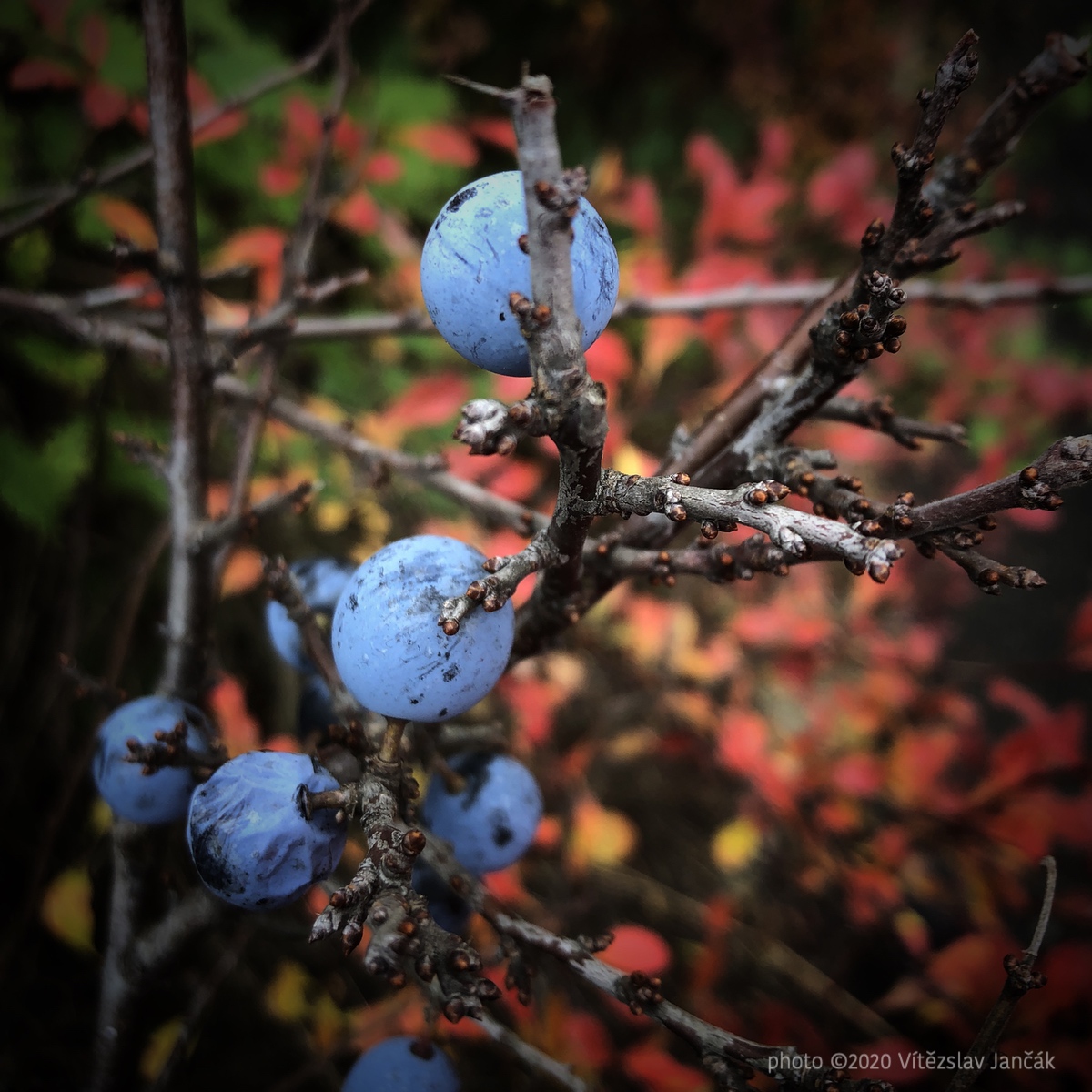 20201113 020723 IMG_5448