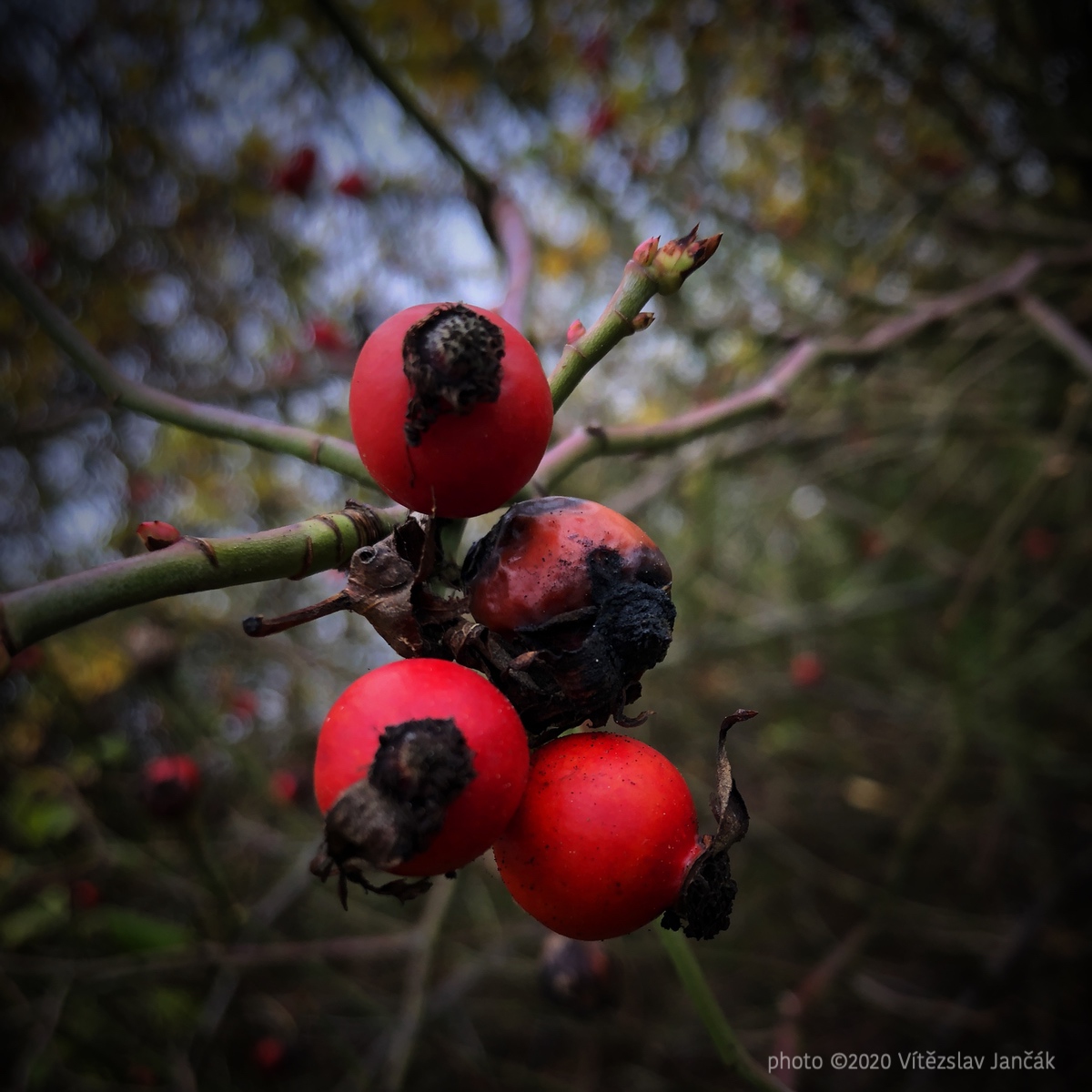 20201113 020734 IMG_5514