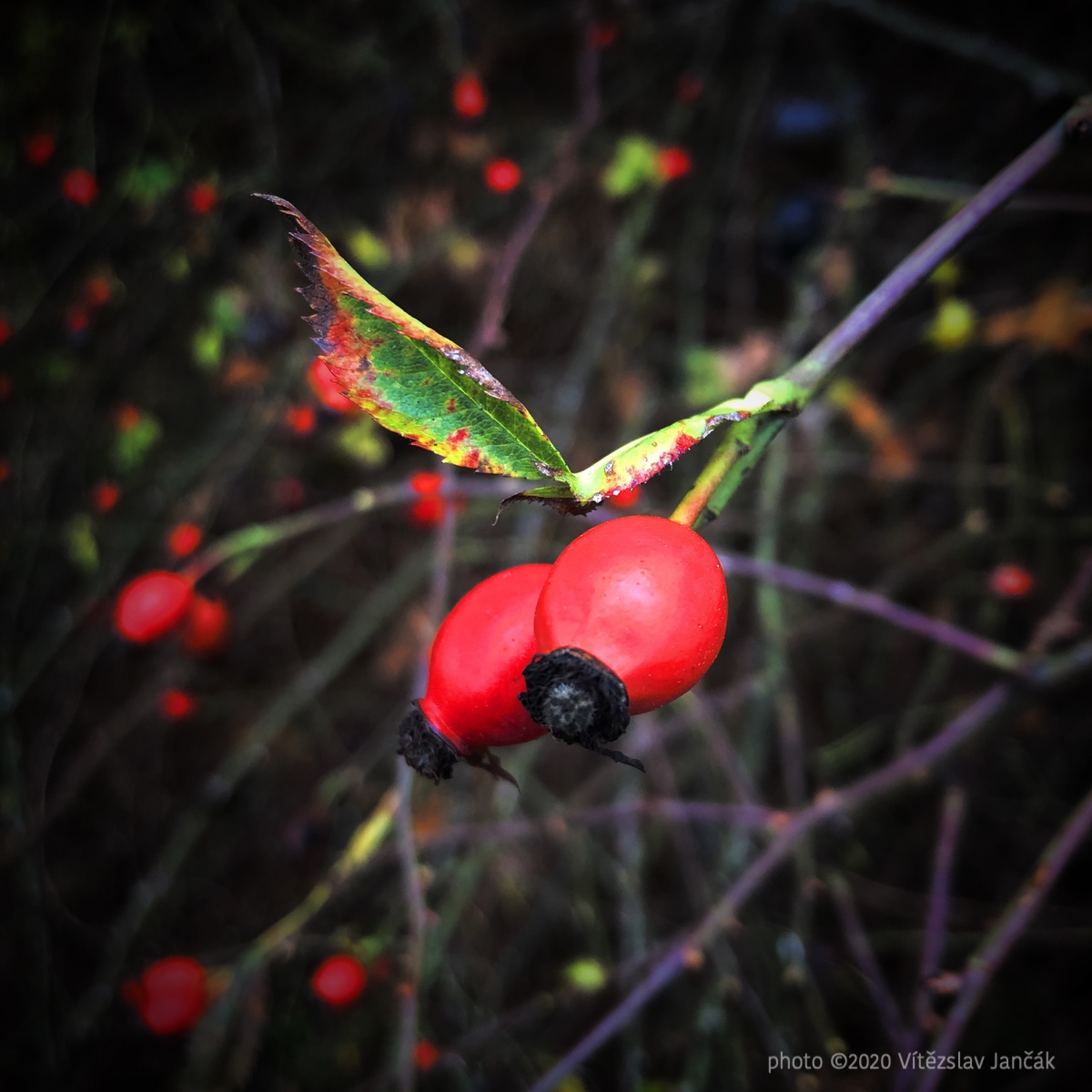 20201113 020734 IMG_5518